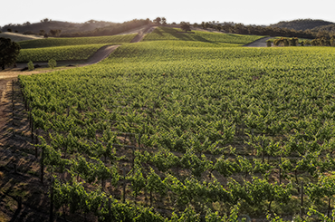 Indigo Vineyard